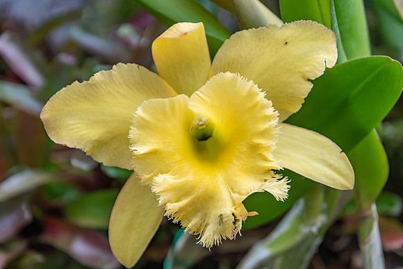 Beautiful Yellow Orchid