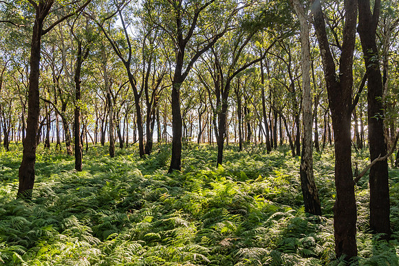 Exploring the Tiligerry Habitat Reserve - Gum Trees and Ferns