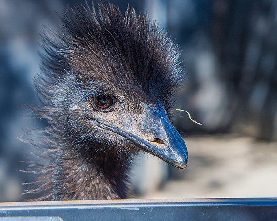 Emu portrait - good hair day