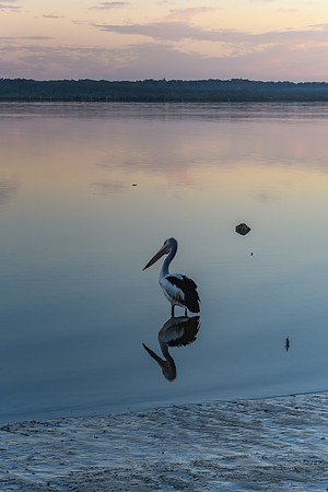 Sunset and Pelican Waterscape