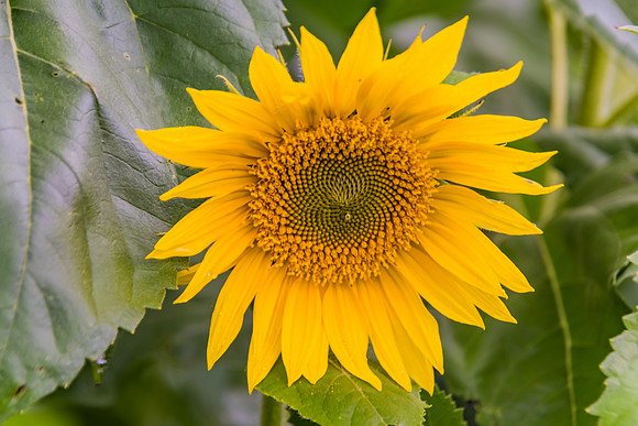 Sunflower in bloom