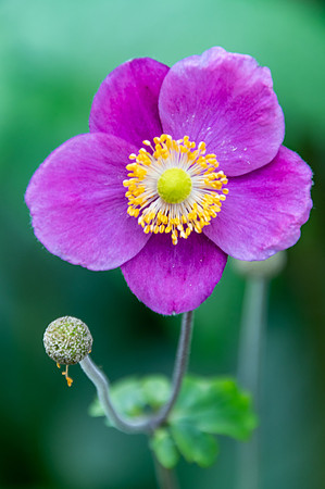 Soft Pink Hellios Flower