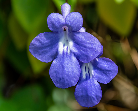 Purple Flowers