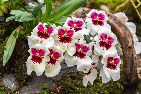 Maroon , Yellow and White Orchids