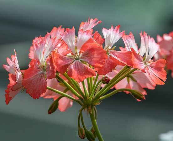 A Cluster of Orange Lily Flowers