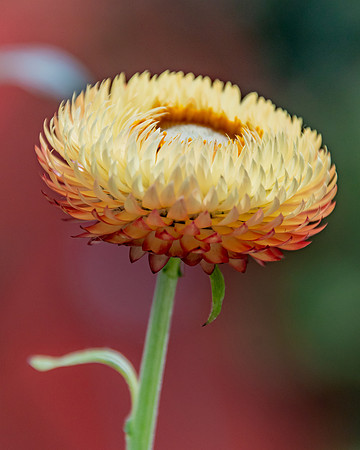Yellow Strawflower - Paper Daisies