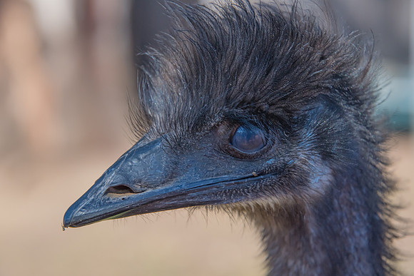 Emu