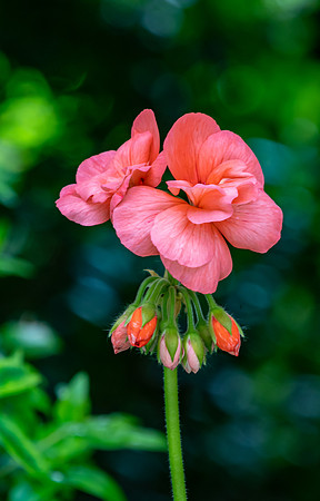Orange Flower Clusters