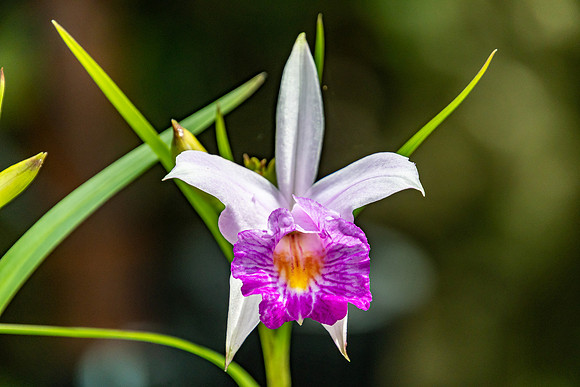 White and Purple Orchid