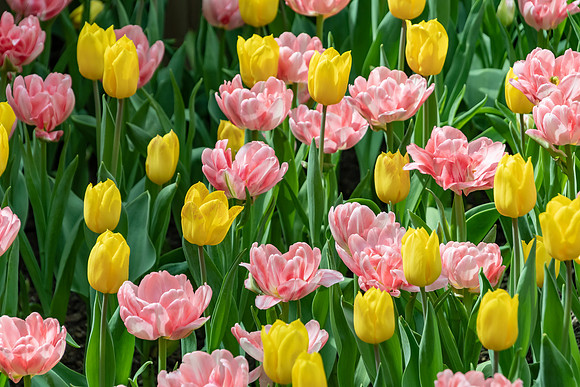 Pink and Yellow Tulip Flowers
