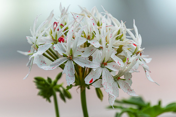 White Flowers with Red Spots