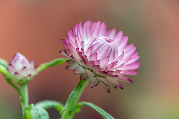 Pink Strawflower - Paper Daisies