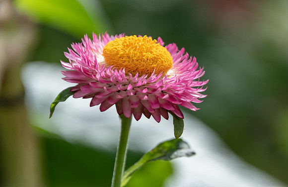 Pink Strawflower and Yellow Center - Paper Daisies
