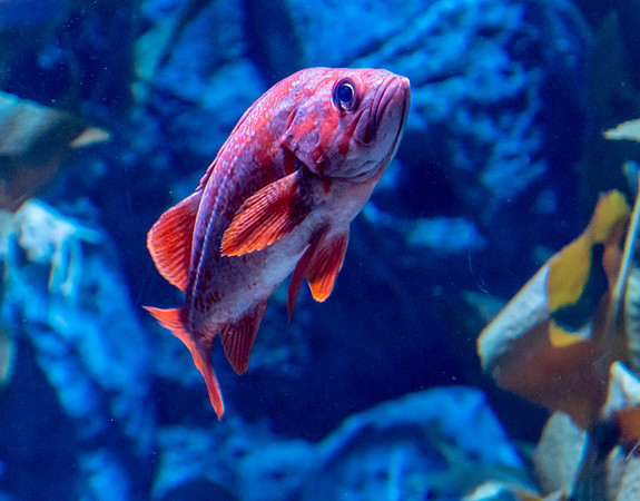 Tropical Fish