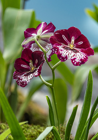 Maroon and White Orchids