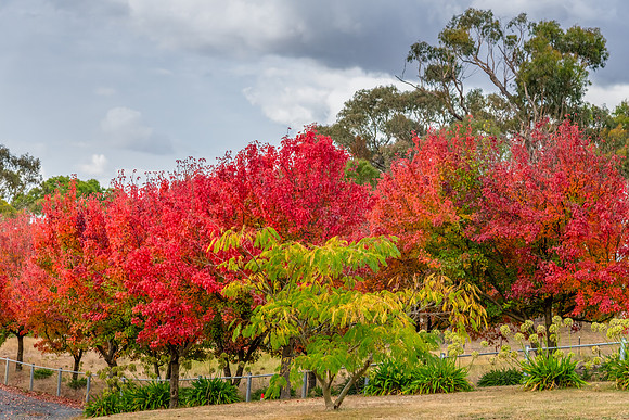 Autumn foliage on the tree lined rural driveway