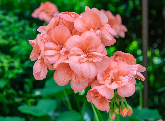 Orange Geranium Flower Clusters