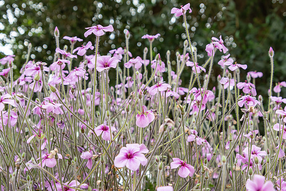 Pretty small purple geranium flowers
