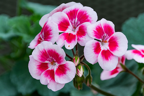 Pink Geranium Flowers