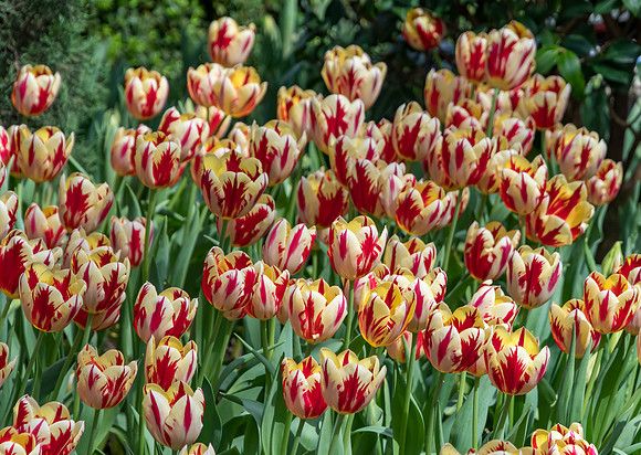 Red and Yellow Two Toned Tulips