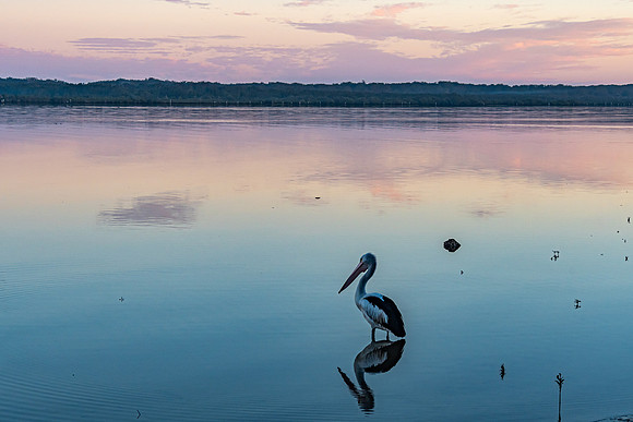 Sunset and Pelican Waterscape