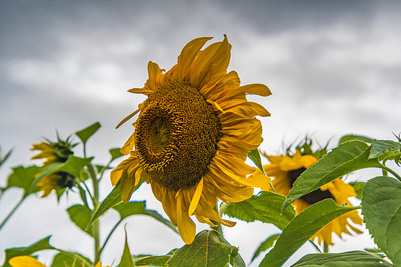 Sunflowers