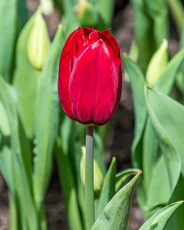 Red Tulip