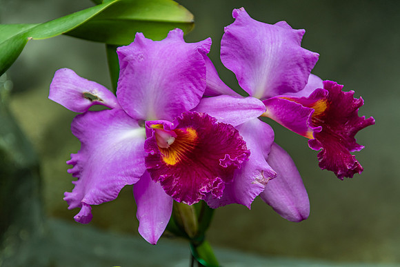 Purple Cattleya Orchids