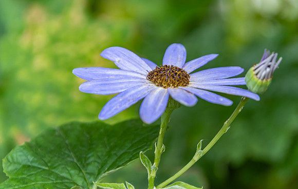Purple Daisy Flower