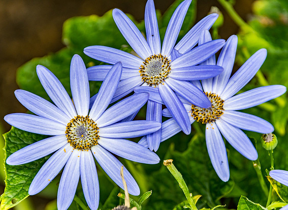 Purple Daisy Flowers