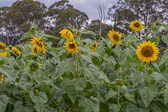 Sunflowers