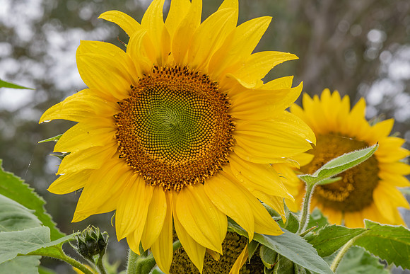 Sunflowers