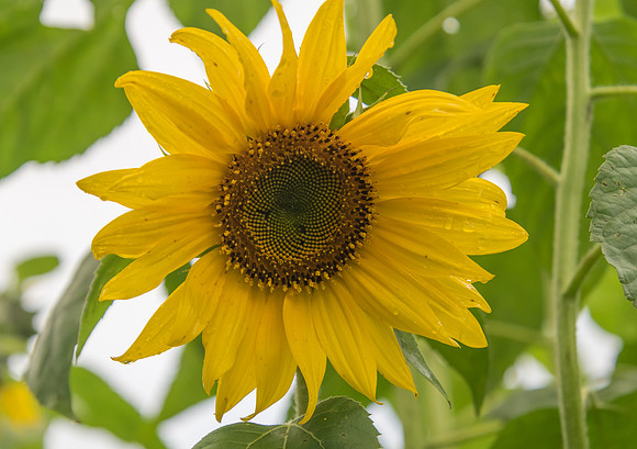 Sunflowers