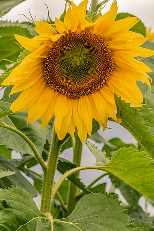 Sunflower in bloom