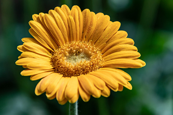 Yellow Osteospermum Daisy Flowers