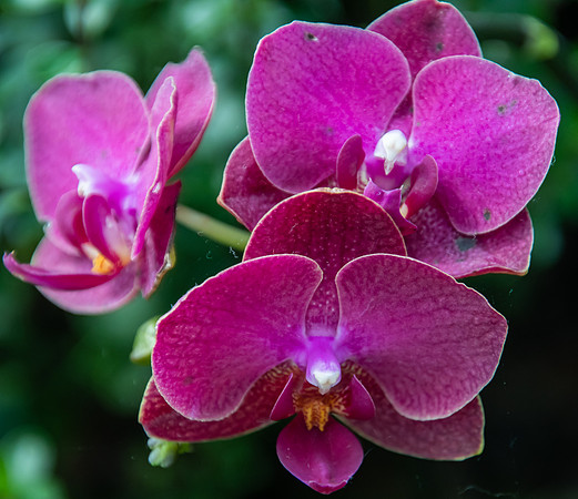Purple Orchid Flowers