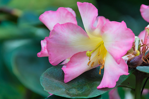 Soft Pink Orchid