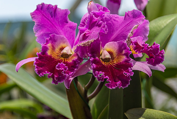 Purple Orchid Flowers