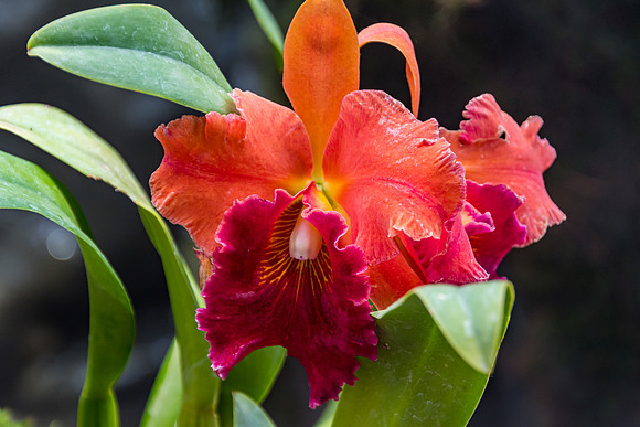 Orange Cattleya Orchids