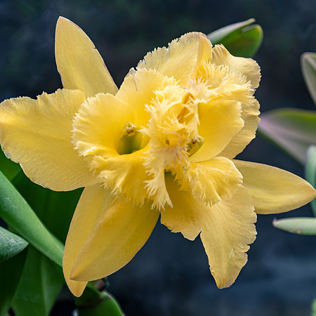 Yellow Cattleya Orchids