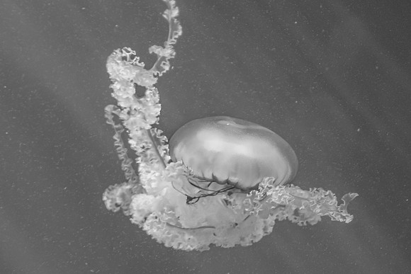 Tropical Jelly Fish