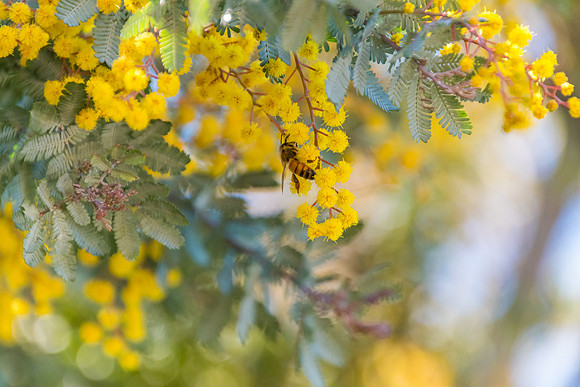 Yellow wattle flowers and a honey bee