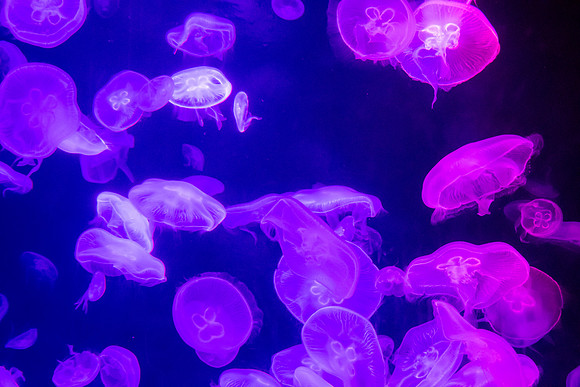 Tropical Jelly Fish