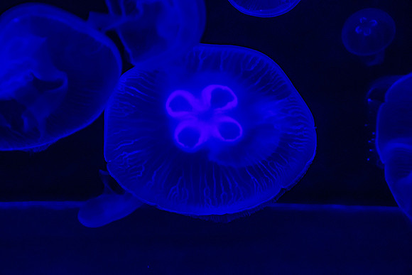 Tropical Jelly Fish