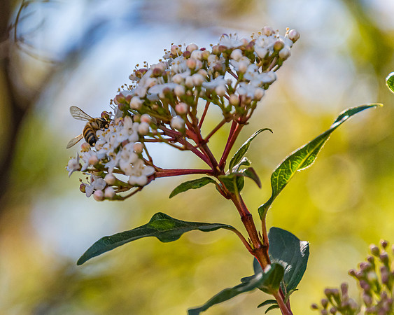 White blossom flowers and a honey bee