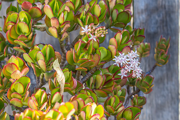 Jade Plant in Bloom