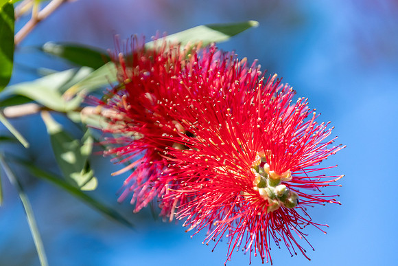 Bottle Brush