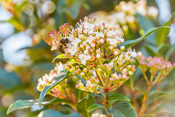 White blossom flowers and a honey bee
