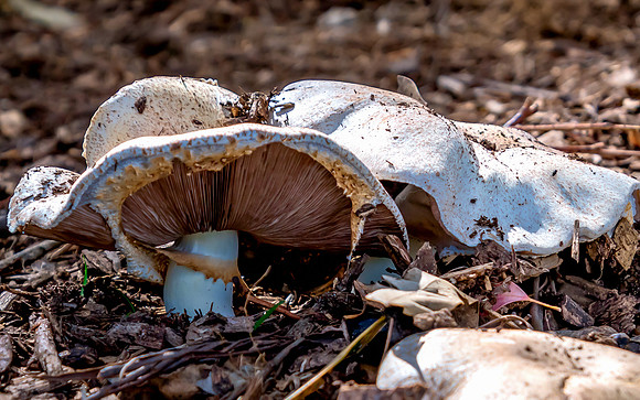 Field Mushroom
