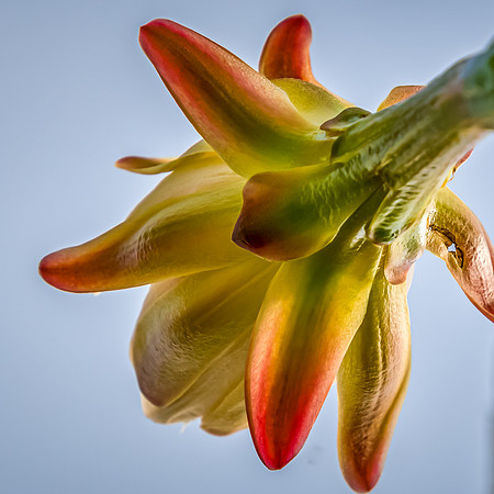 Cactus Flower